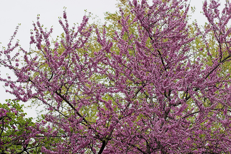 Arbre en fleurs