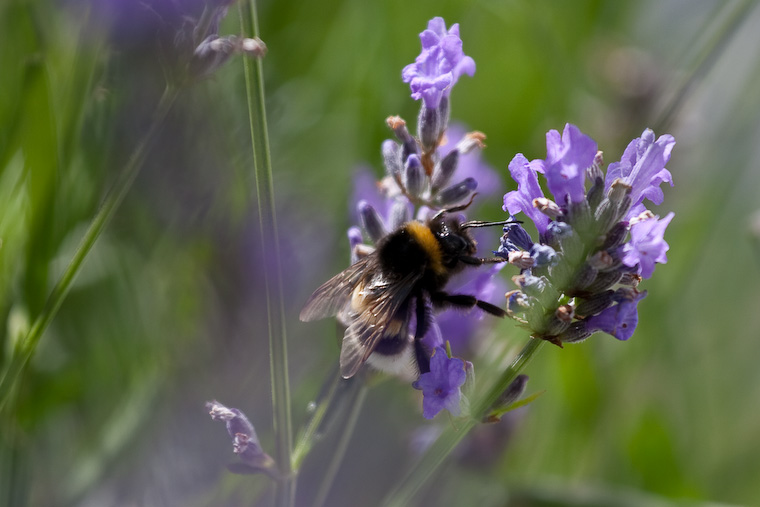 Bourdon