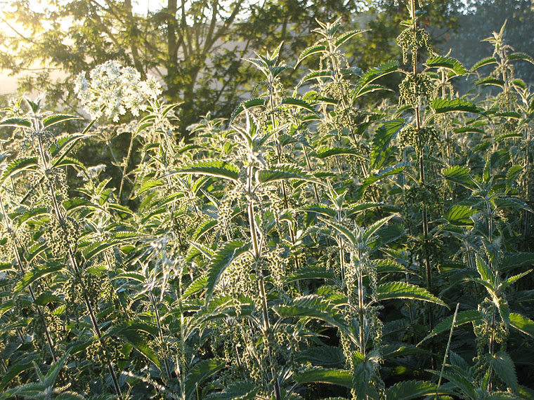 Les orties au r�veil