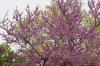 Arbre en fleurs