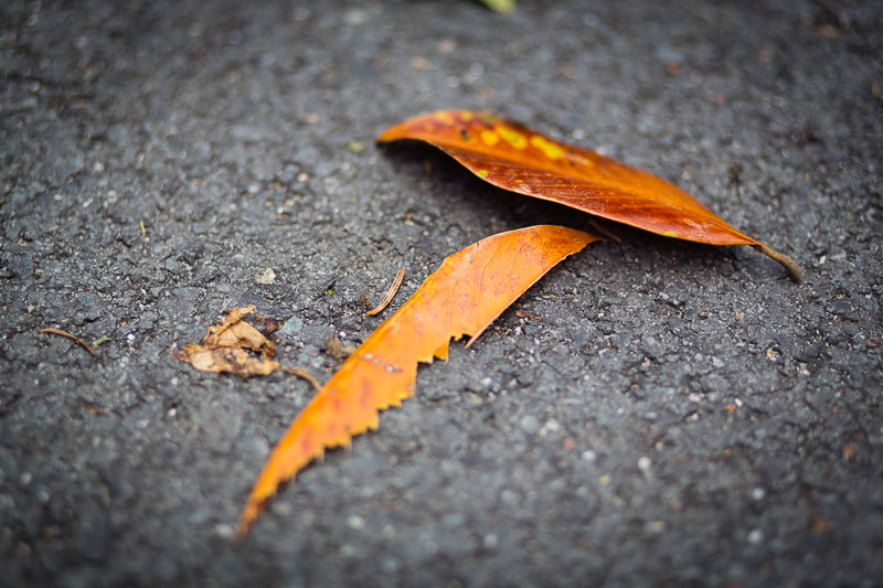 Automne ?